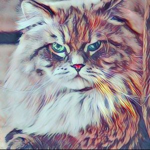 Meet your Posher, Jen